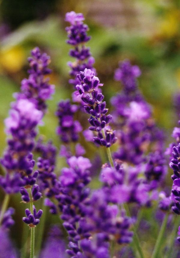 V* Pflanze Lavendel Hidcote Blue mit Topfballen